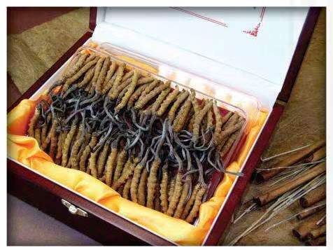 钦州冬虫夏草回收